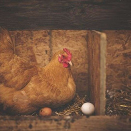 Oeufs de ferme 6 unités