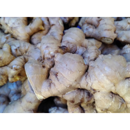 Gingembre FRAIS - Vrac*150g