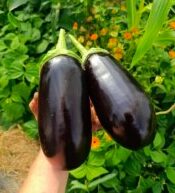 Riste d’aubergine
