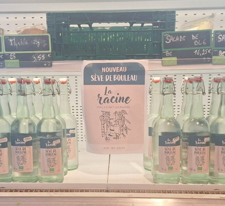 Sève de Bouleau