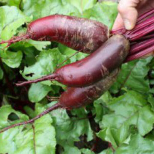 Légumes